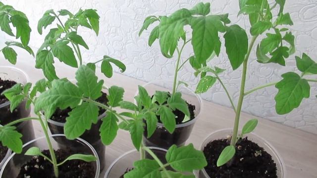 Рассада томатов будет толстенькой и зеленой если правильно подкормить после пикировки смотреть онлайн