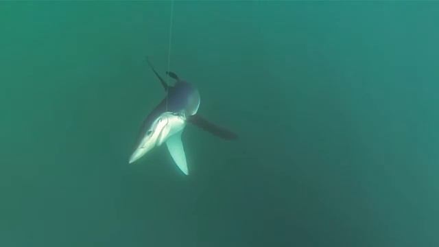 Lars Kongsted, Henrik Klentz og Flemming Berg смотреть онлайн