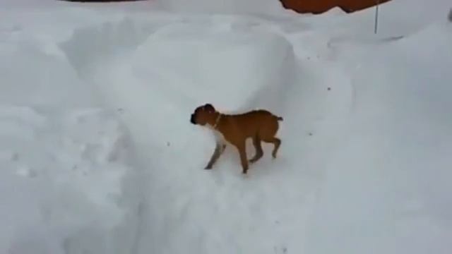 ОПЫТНЫЙ ПЕС И ГЛУПЫЙ ЩЕНОК смотреть онлайн