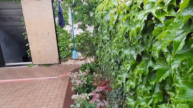 Девичий виноград,  Вичи, Май месяц. Boston Ivy , May . Parthenocíssus Tricuspidáta.