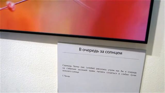 Леди Тата на выставке Первозданная Россия 2019. ВЛОГ Культурные выходные с ребенком смотреть онлайн