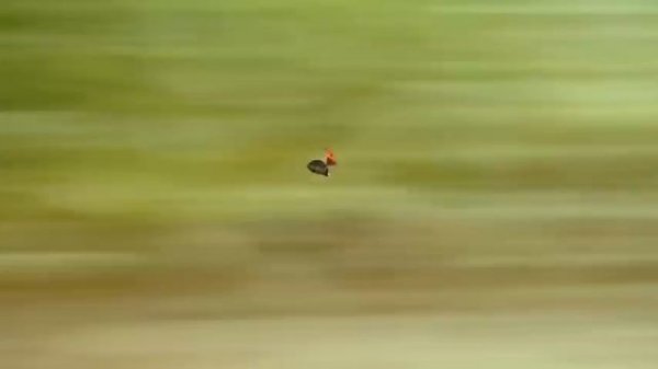 Букашки (Minuscule), Без титров, заставки, опенинга (No credits, intro, opening) HD