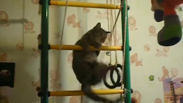 Кот Степан и лестница.avi смотреть онлайн