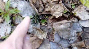 получение муравьиного спирта