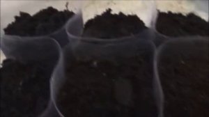 Пикируем декоративную капусту   мой эксперимент часть 1