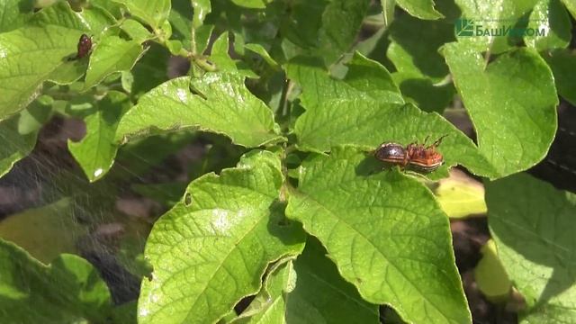 Гуми + БТБ + ЛПЦ Универсальный набора и Гуми + БТБ Картофель. Применение смотреть онлайн