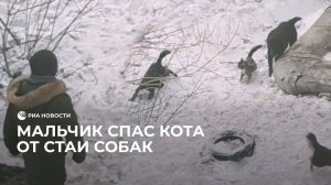 Мальчик спас кота от стаи собак