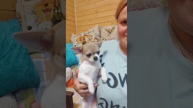 ШИКАРНЫЙ Эйлен Купидонович продажа чихуахуа питомник Кастропуло Крым +79787458062 #chihuahua #puppy смотреть онлайн