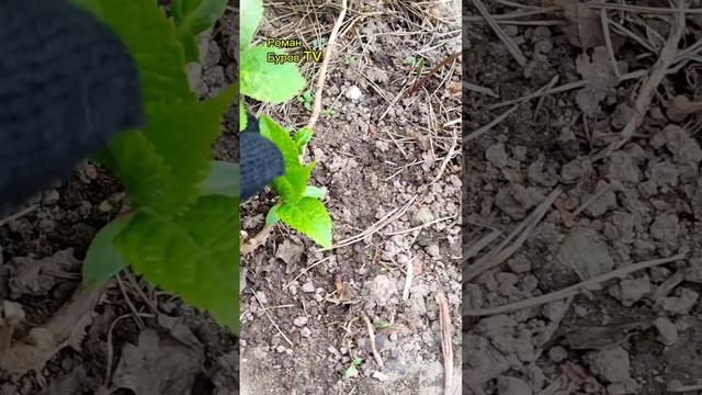 КАК ВЫРАСТИТЬ САЖЕНЦЫ ГОРТЕНЗИИ ОТВОДКОЙ смотреть онлайн