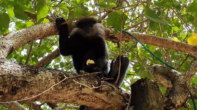 Ужин в ресторане на берегу моря и пляж Унаватуна при отеле Sea View Beach Resort. Шри Ланка смотреть онлайн