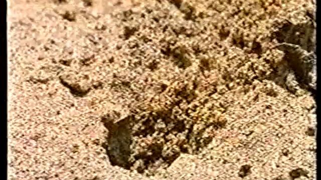 Amazon, Manu National Park смотреть онлайн