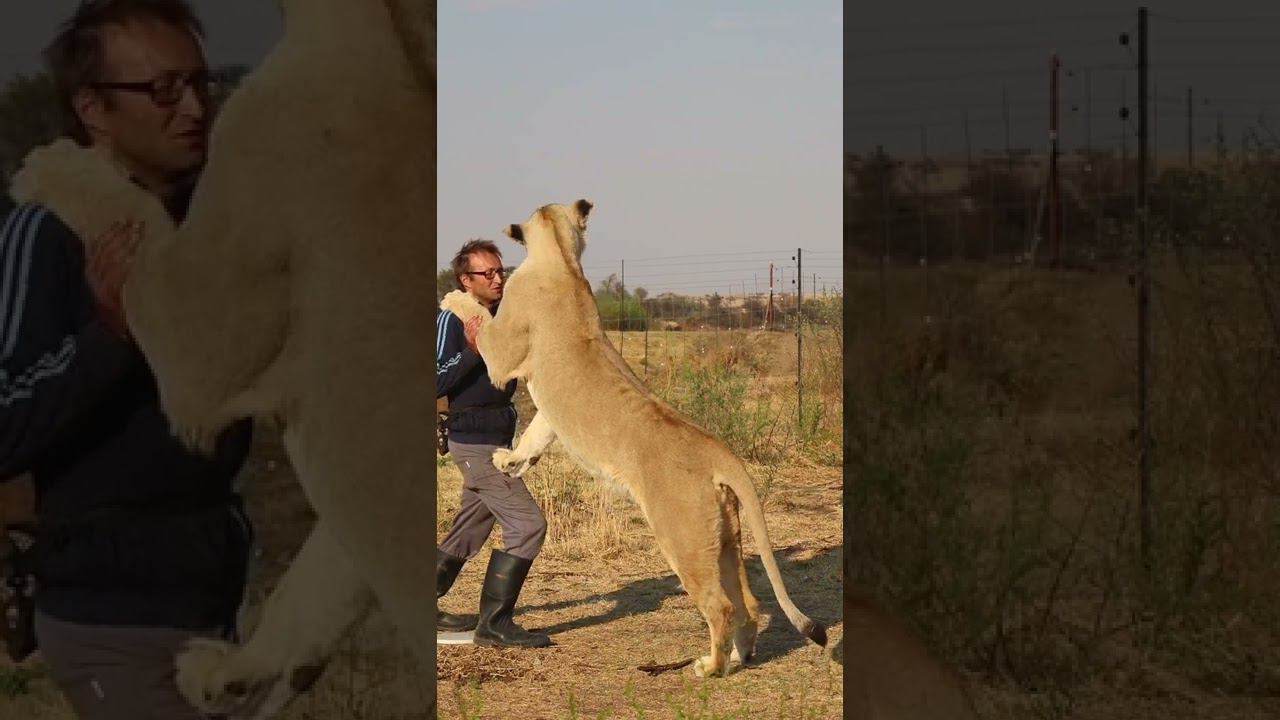 Танго с львицей Ушей. Tango with lioness Usha. смотреть онлайн