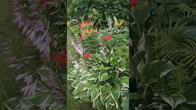 Красивые лилейники,хосты