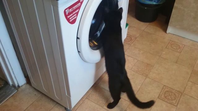 Кот стирает белье смотреть онлайн