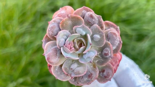 Echeveria ‘Raindrops’ смотреть онлайн
