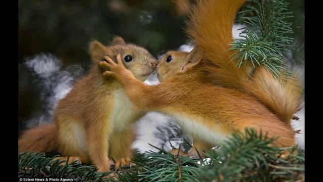 белка обыкновенная на даче смотреть онлайн