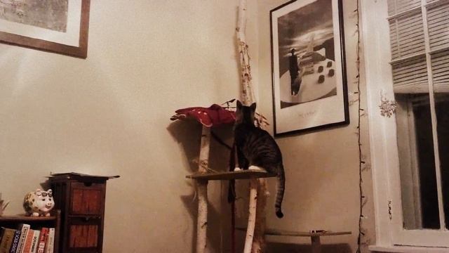 Godzilla cat смотреть онлайн