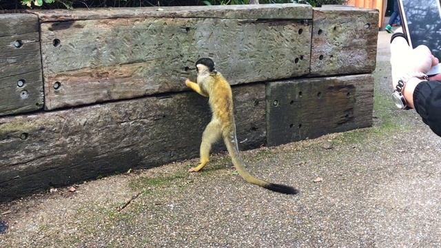Meet The Monkeys | ZSL London Zoo смотреть онлайн