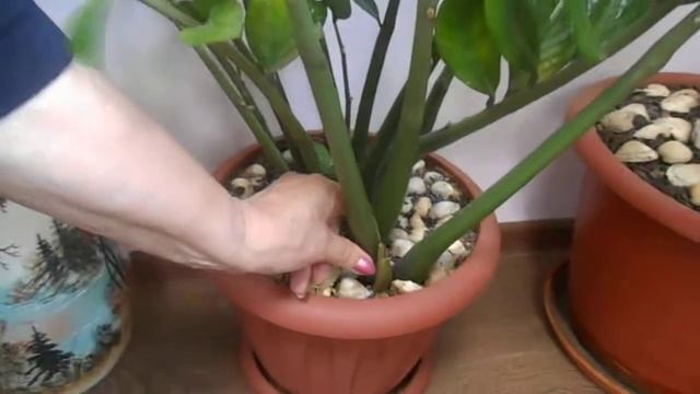 Сапрогумин - продолжает удивлять результатами! смотреть онлайн