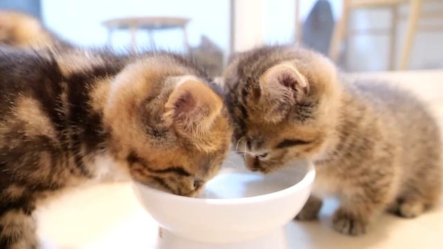 Here's a family of cats gulping down milk смотреть онлайн