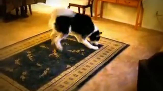 Siberian Husky Chinook & The Bone Dance Part 2 смотреть онлайн