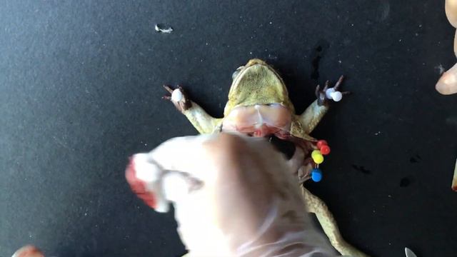ANAPHY-DISSECTION OF FROG by: JOHN WAYNE U JULIAN & JHON RYAN P JUAN BSN1E смотреть онлайн