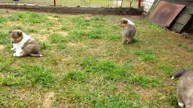 010 щенки Нури и Рэша 1 мес 5 дней смотреть онлайн