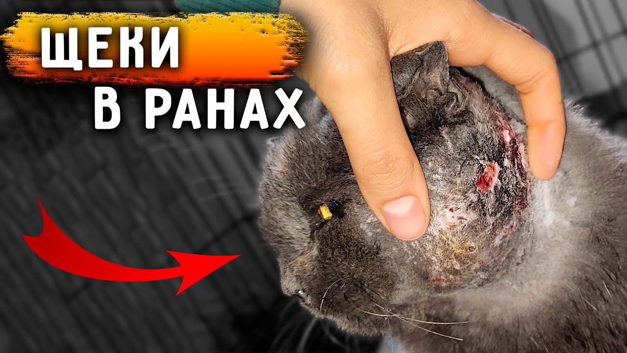 Побрила Кокосику голову. Реакция мамы на ролик о Кузе. Обработка ран. Помощь на участок для животных смотреть онлайн