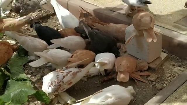 Зарабатывать на голубях не получится - это кропотливый труд. смотреть онлайн