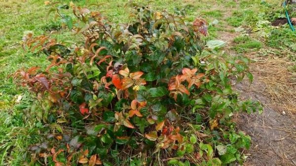 Диервилла ручейная. Северо-Западный регион.