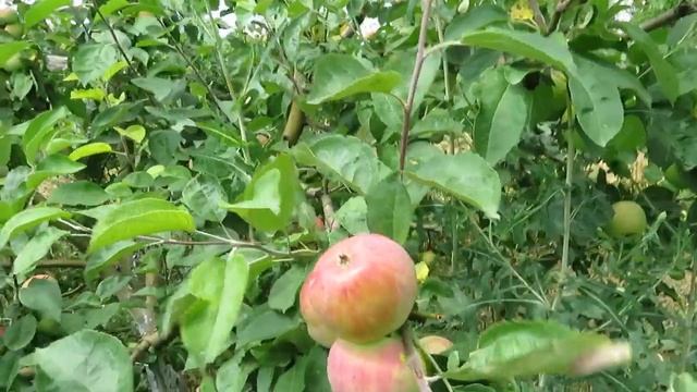 А у вас есть жуки колорадские? смотреть онлайн