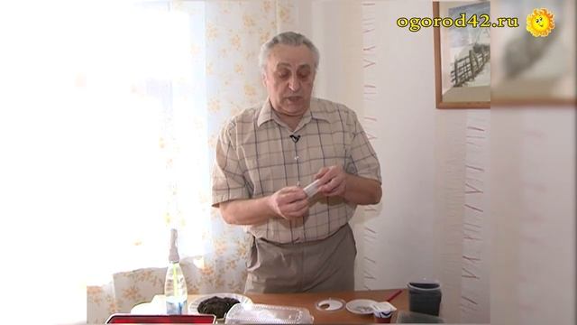 Что нужно учесть перед посевом баклажанов на рассаду