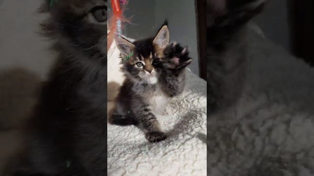 S3 Mos Lakshestar котенок мейн кун 1 месяц и 2 недели. смотреть онлайн