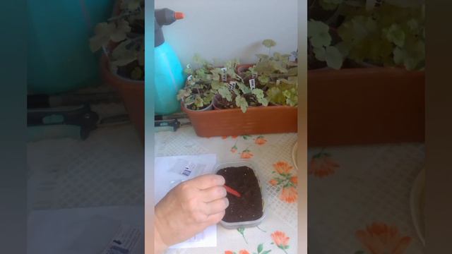 Новозеландские дельфиниумы. Посев. смотреть онлайн