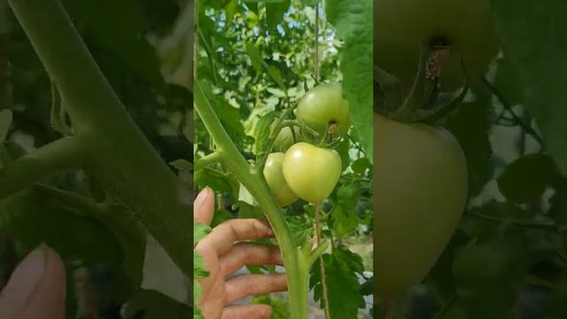 Томат Пинки от Семко смотреть онлайн