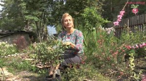 Бересклет крылатый и европейский (нано) - описание сортов. Обрезка береклета #urozhainye_gryadki