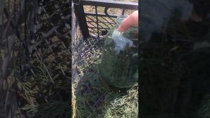 Хвойный экстракт,аналог HB-101,как приготовить!!!