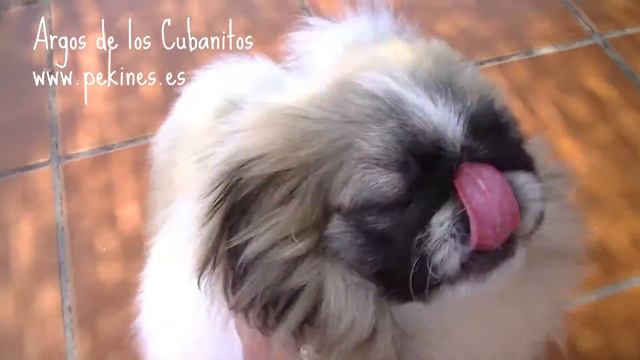 Particolor Pekingese Puppy 5 months old- Argos de los Cubanitos Cachorro pekines смотреть онлайн