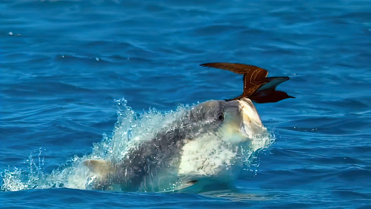 Огромная рыба охотится на птиц! Каранкс в деле. смотреть онлайн