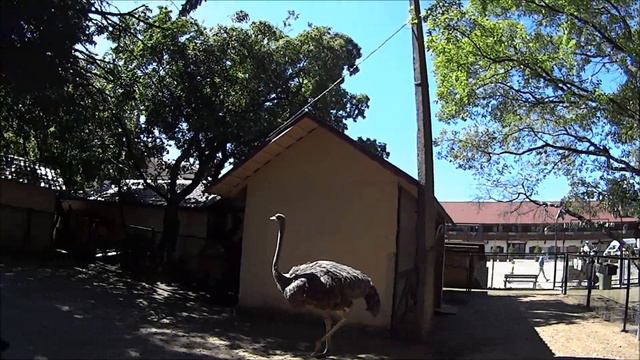 Прогулка на Крестовский остров. Животных жалко смотреть онлайн