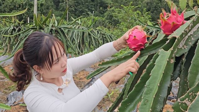 Dig ponds for geese to bathe in and pick dragon fruits to sell at the market смотреть онлайн