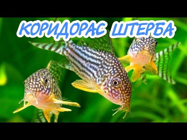 КОРИДОРАС ШТЕРБА. СОДЕРЖАНИЕ И РАЗВЕДЕНИЕ В АКВАРИУМЕ. смотреть онлайн
