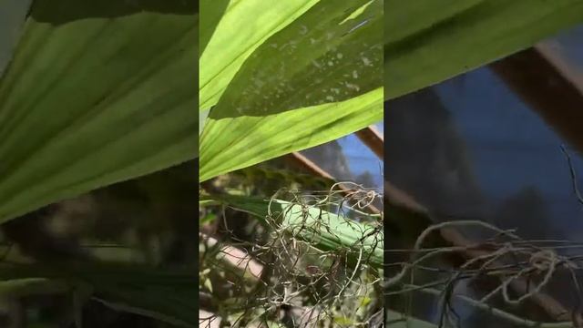 Coelogyne pandurata, cultivada em toquinho смотреть онлайн