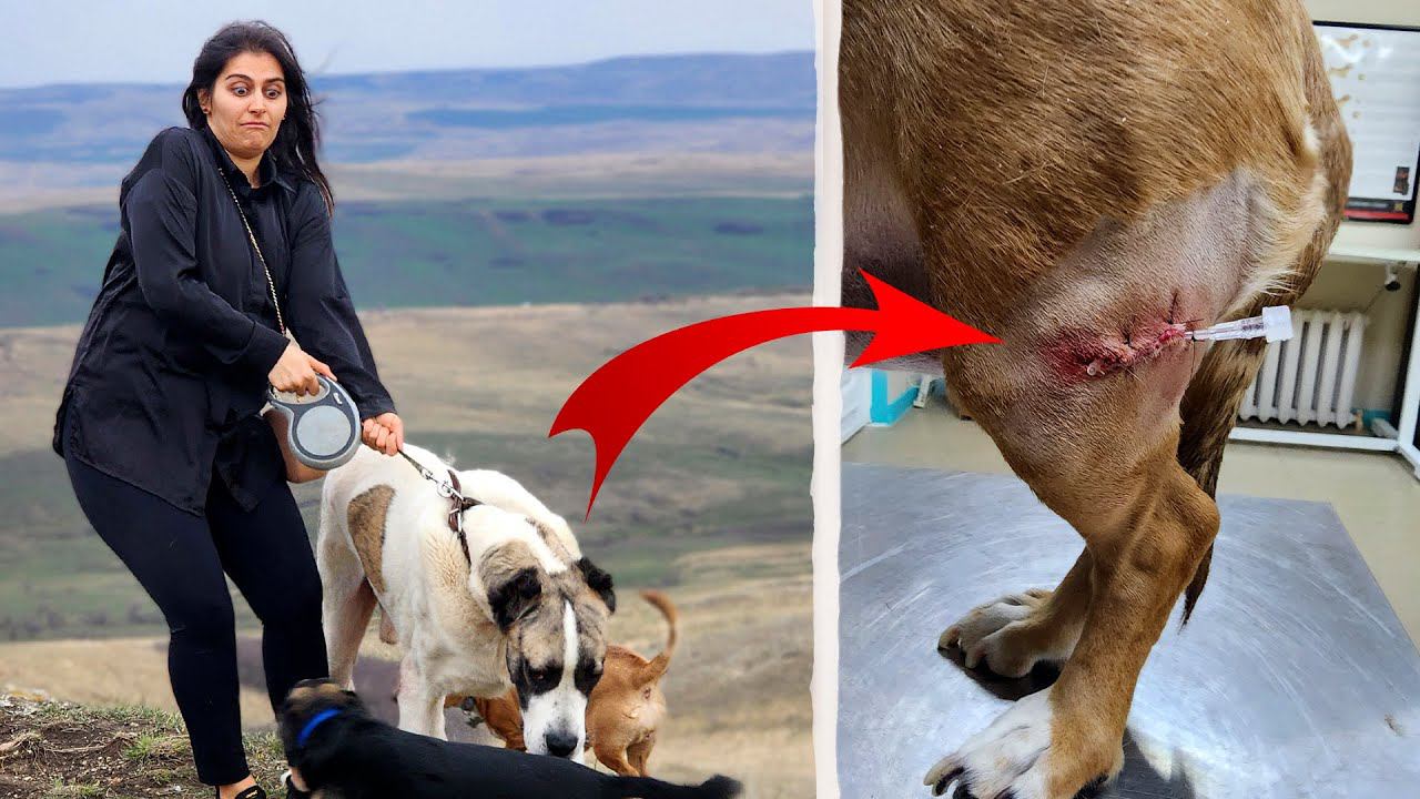 Прогулка с собаками закончилась дракой и операцией. Выгуляли ВСЕХ собак. Конфликт. смотреть онлайн