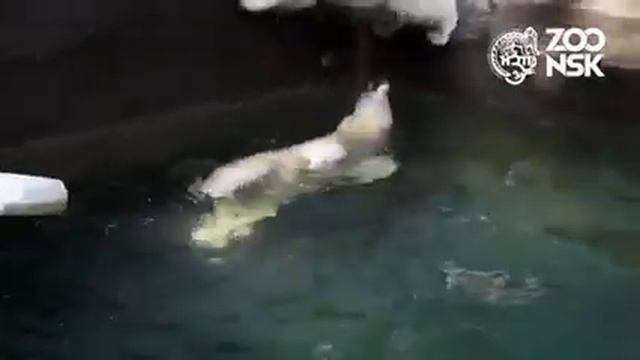 О белых медведях Новосибирского зоопарка смотреть онлайн