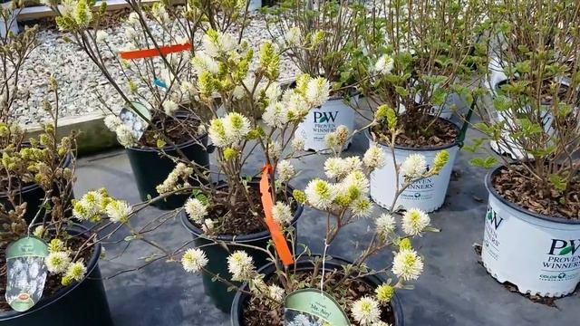 Fothergilla Mt. Airy смотреть онлайн