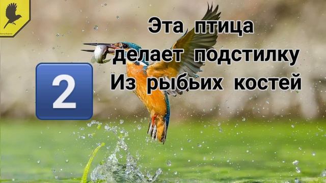 Короткие и интересные факты про птиц №2 / Птица которая делает подстилку в гнезде из рыбьих костей смотреть онлайн