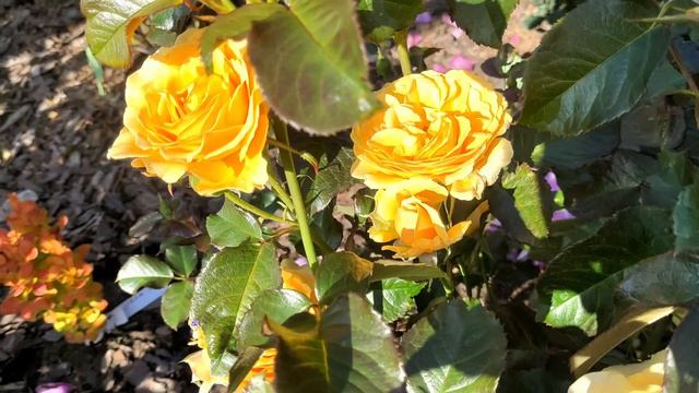 А розы всё краше и краше...Часть 2. Приглашаю на прогулку с розами