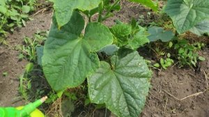 Отвар луковой шелухи для огорода от болезней и вредителей.