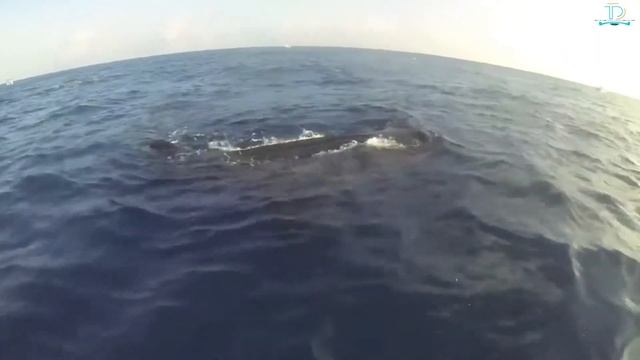 Isla Mujeres Top 10 Must-Visit Spots смотреть онлайн